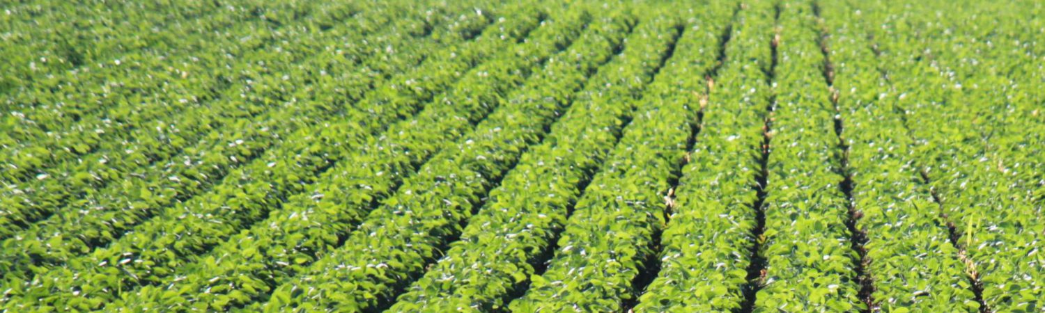Organic crop field